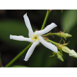 Trachelospermum jasminioides