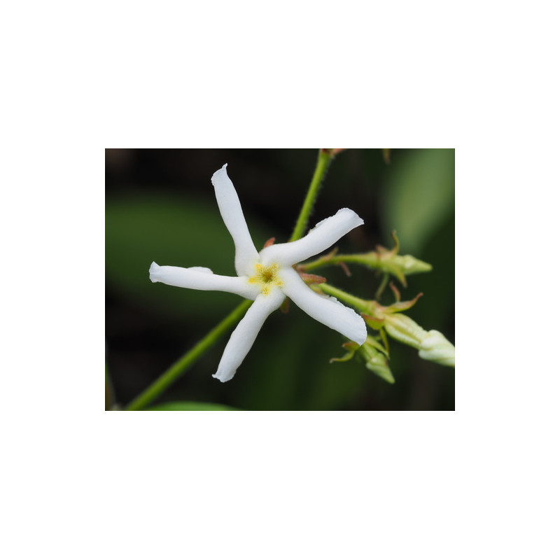 Trachelospermum jasminioides