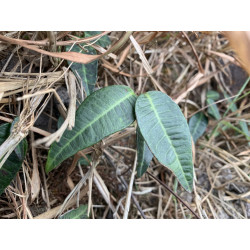 Trachelospermum jasminioides