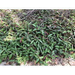 Trachelospermum jasminioides