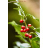 Ilex colchica