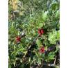 Ilex colchica