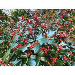 Ilex colchica