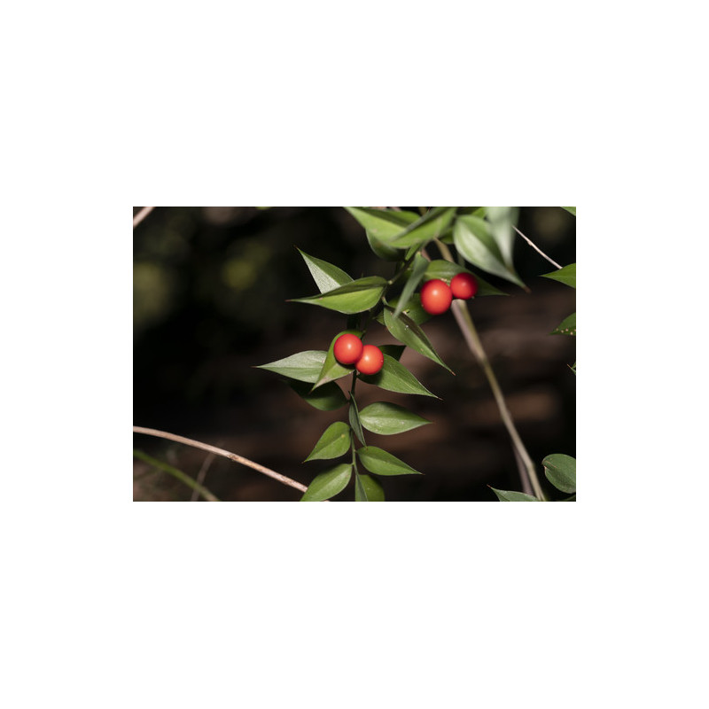 Ruscus aculeatus