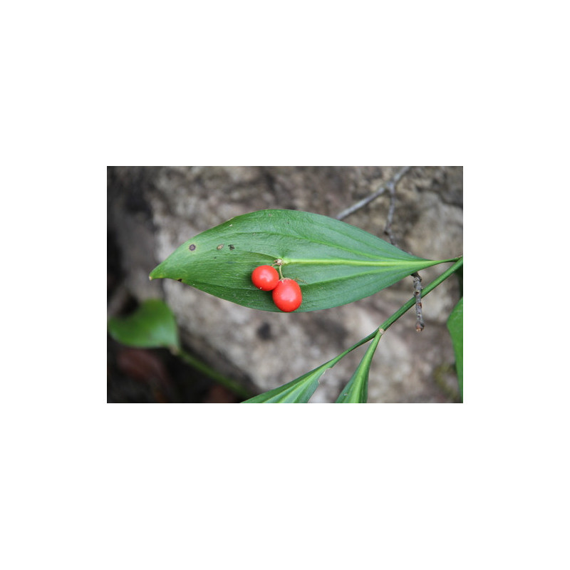 Ruscus colchicus