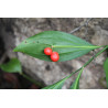 Ruscus colchicus