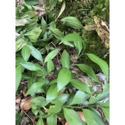 Ruscus colchicus