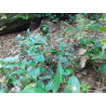 Ruscus colchicus
