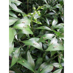Ruscus hypophyllum