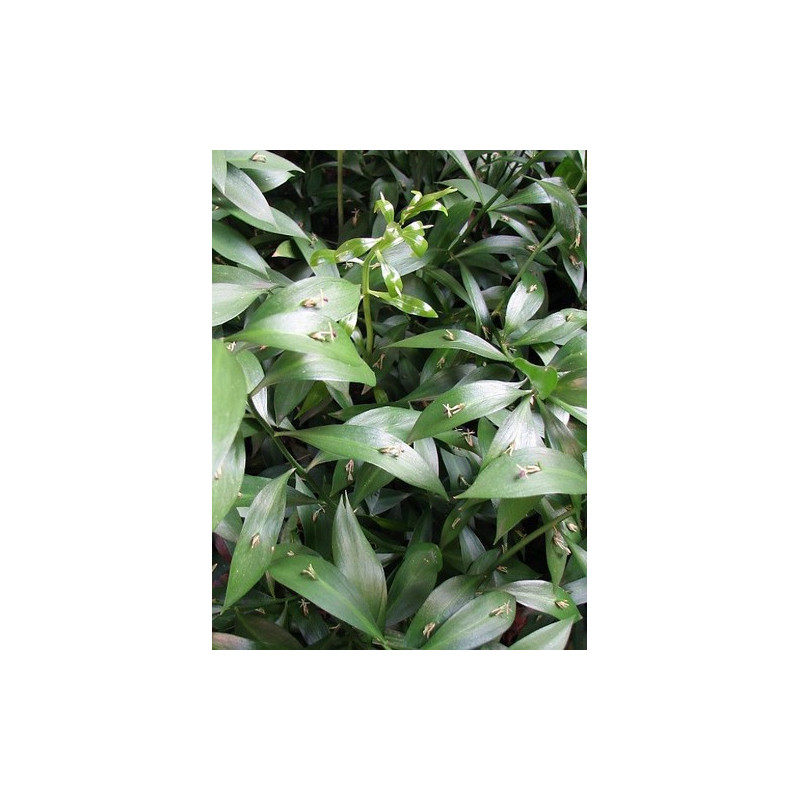 Ruscus hypophyllum