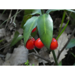 Ruscus hypophyllum
