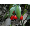 Ruscus hypophyllum