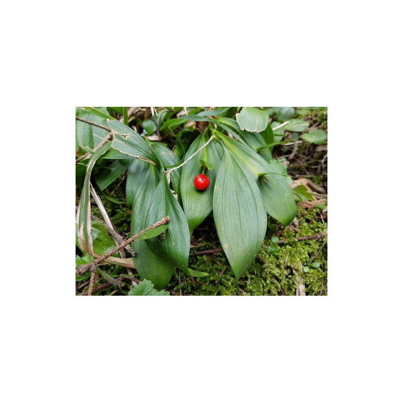 Ruscus hypoglossum