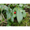 Ruscus hypoglossum