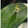 Ruscus hypoglossum