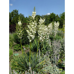 Yucca fılamentosa
