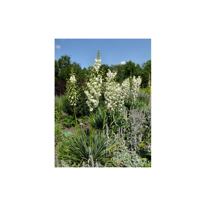 Yucca fılamentosa