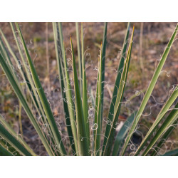 Yucca fılamentosa
