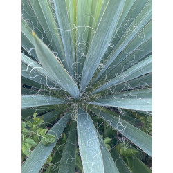 Yucca fılamentosa