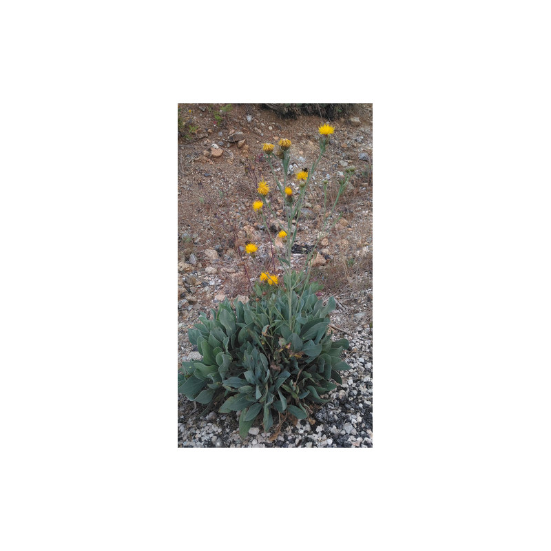 Centaurea ptosimopappa