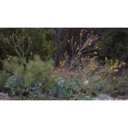 Centaurea ptosimopappa