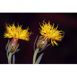 Centaurea ptosimopappa