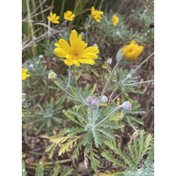 Euryops pectinatus
