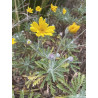 Euryops pectinatus