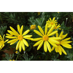 Euryops pectinatus