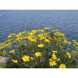 Euryops pectinatus