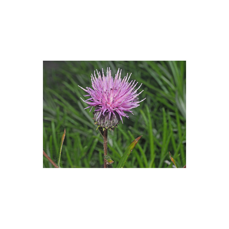 Ptilostemon chamaepeuce