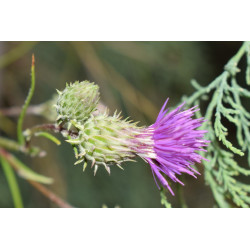 Ptilostemon chamaepeuce