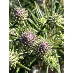 Ptilostemon chamaepeuce